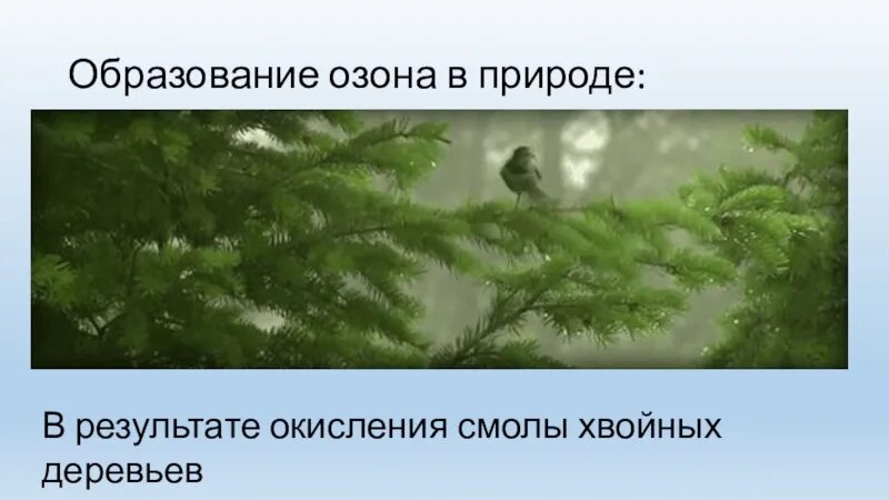 Хвойные кислород. Образование озона в природе. Озон образуется при окислении смолы хвойных растений. Озонирование древесины. Как образуется Озон в природе.