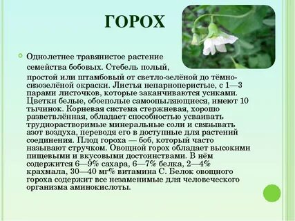 Горох описание