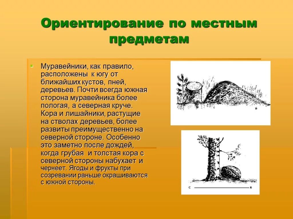 Сторона муравейника. Ориентирование по муравейнику. Ориентирование на местности по муравейнику. Способ ориентирования по муравейнику. Ориентирование по местным предметам.