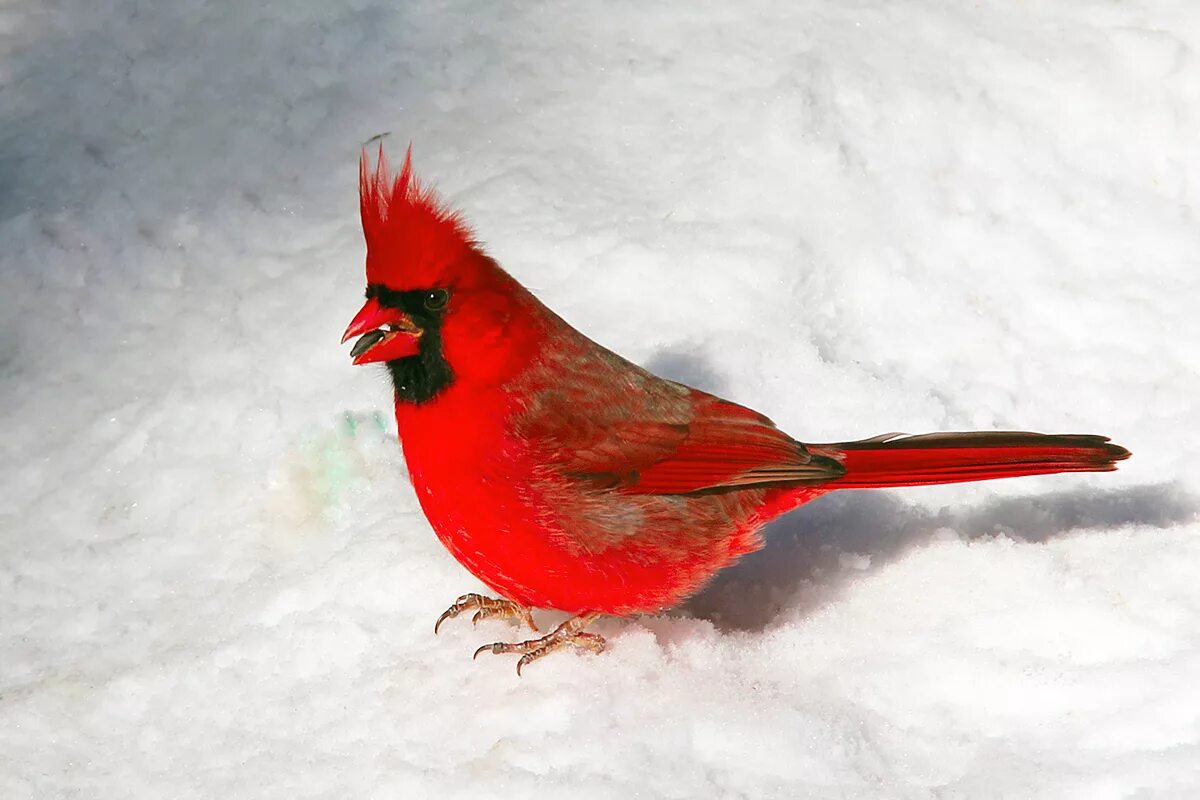 Красные зимние птицы. Красный хохлатый Кардинал. Птицы с хохолком Кардинал. Снегирь Кардинал. Красный Кардинал самка.