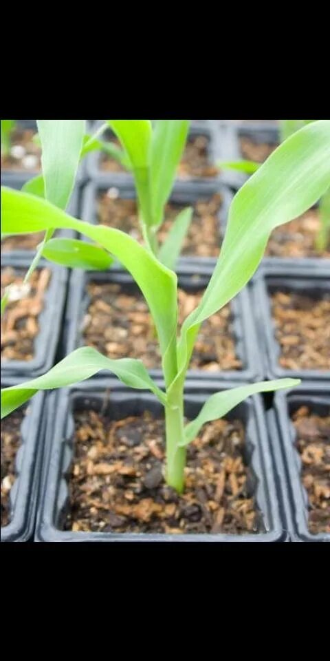 капельное орошение кукурузы. проростки кукурузы. проростки кукурузы. сахарная кукуруза подвязывание. всходы кукурузы.