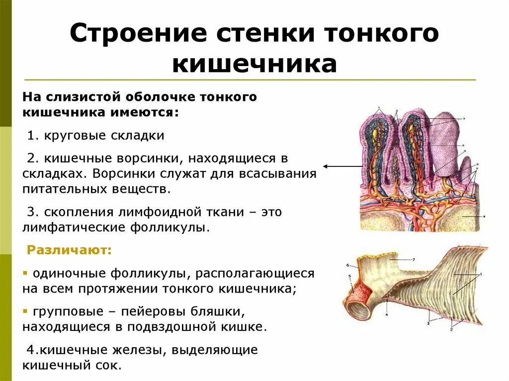 Функции слизистой кишечника. Строение стенки тонкой кишки. Тонкая кишка. Строение стенки отделы функция. Тонкая кишка отделы строение функции. Строение стенки тонкой кишки анатомия.