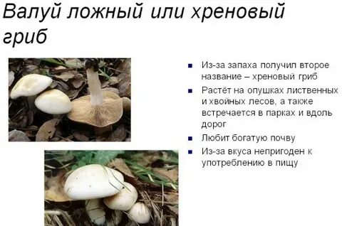 Гриб валуй описание как готовить
