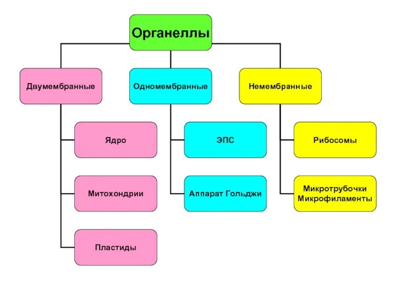 Лизосомы двумембранные. Двумембранные органоиды клетки таблица. Органеллы одномембранные и двумембранные. Одномембранные и двумембранные органоиды. Одномембранные и двумембранные органоиды растительной клетки.