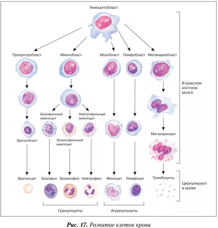 Схема гемопоэза лейкоцитов. Схема развития форменных элементов крови. Схема кроветворения стадии. Схема развития и дифференцировка клеток крови.
