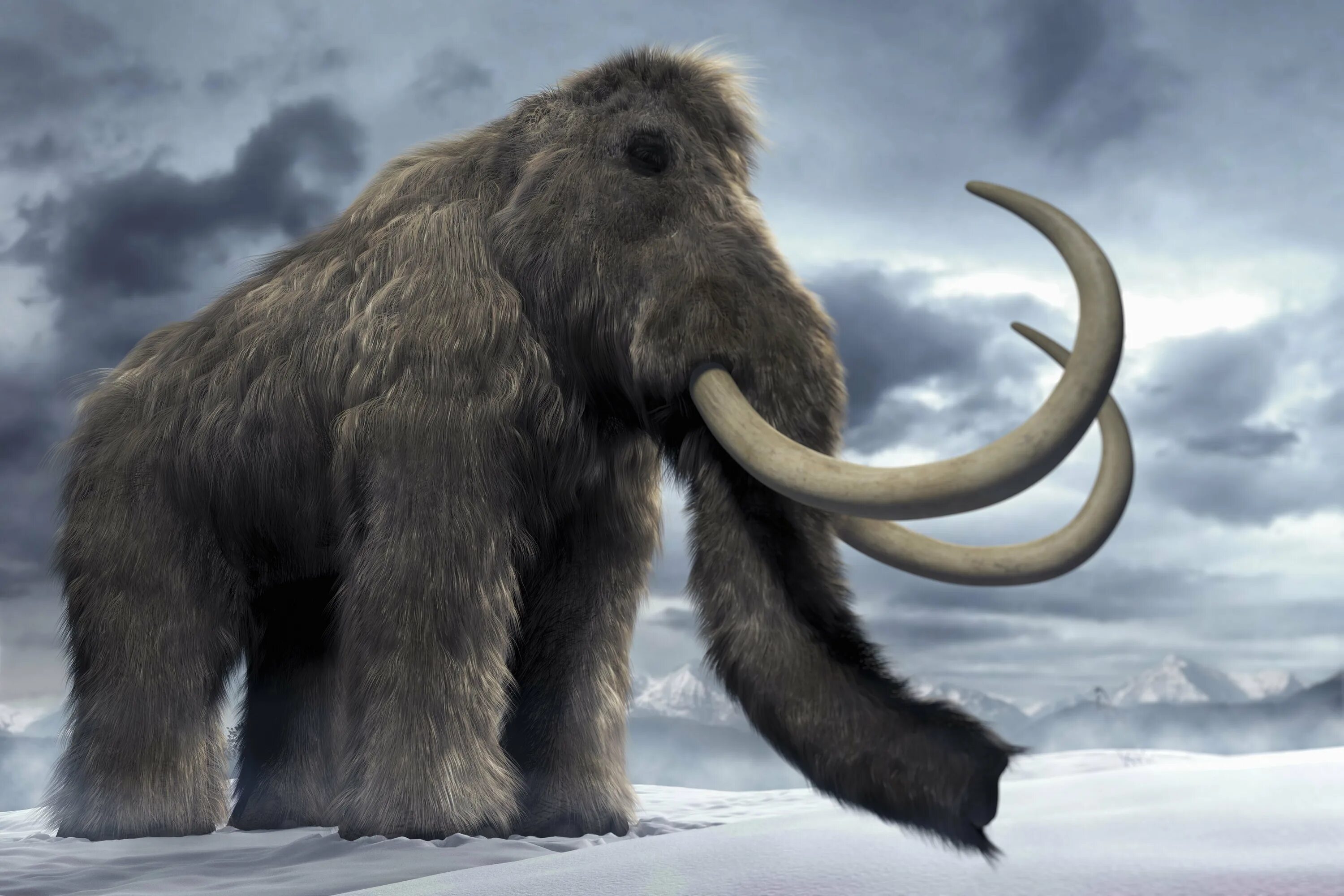 Мини мамонт ютуб. Шерстистый мамонт (Mammuthus primigenius). Шерстистый мамонт (Woolly Mammoth). Мамут мамонт. Слон и шерстистый мамонт.