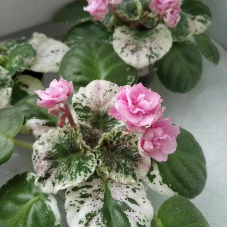 Rose bouquet фиалка - Картины мира