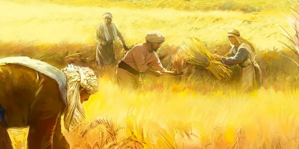 In northern india they harvest their wheat. Библия притчи пшеницы и плевелы. Притча о пшенице и плевелах. Притча Христа о плевелах и пшенице. Руфь JW.