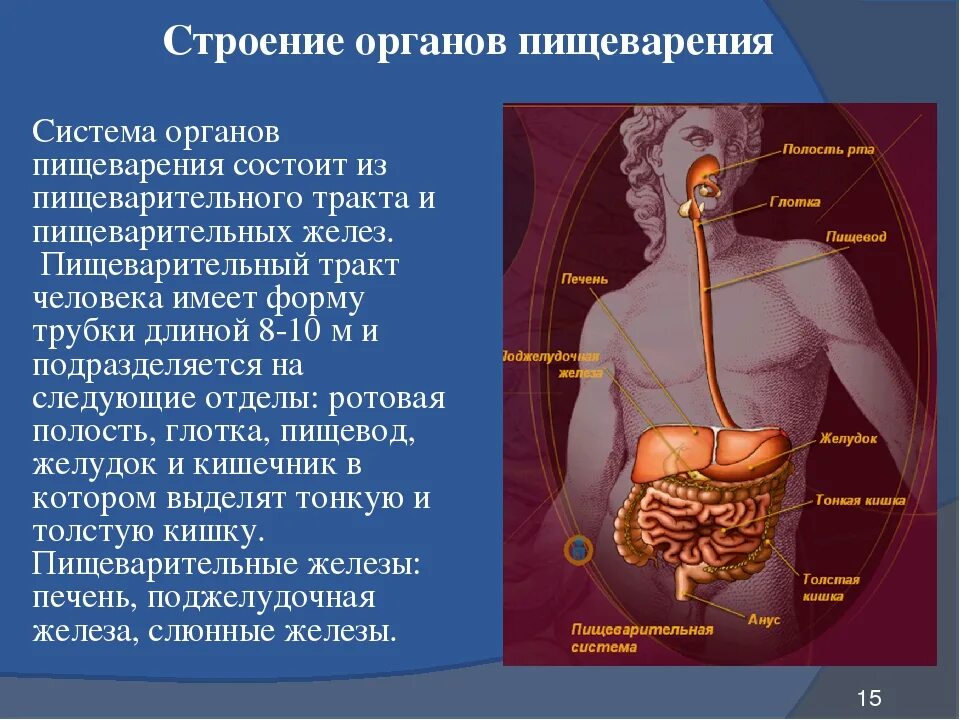 Роль органов человека