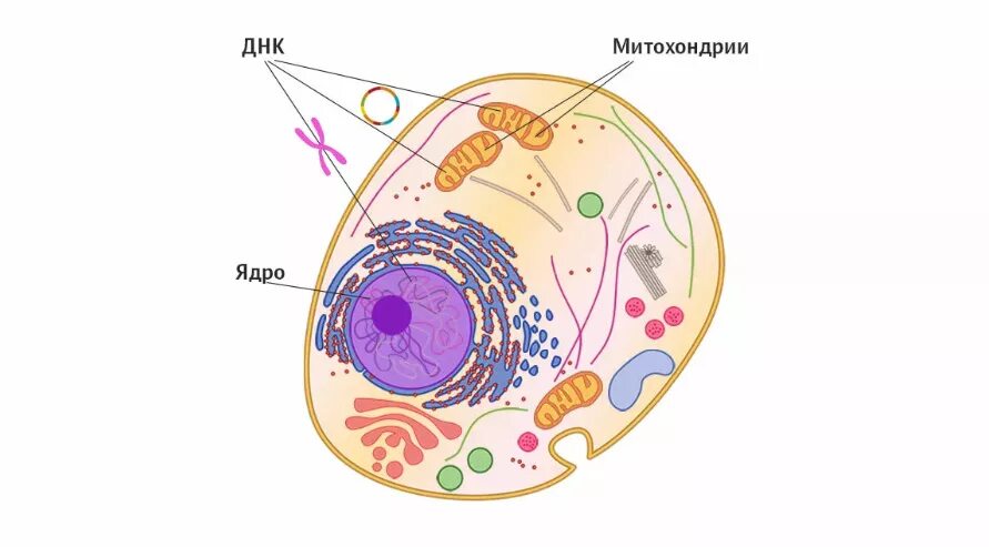 ДНК ядро и митохондрии. Строение ядра митохондрии