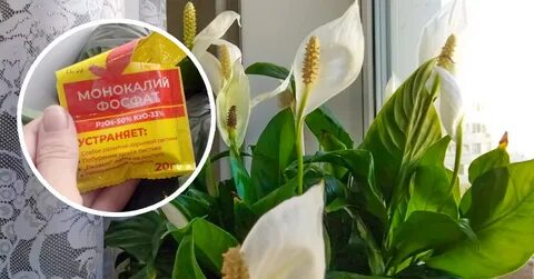 Чем подкормить спатифиллум народными средствами