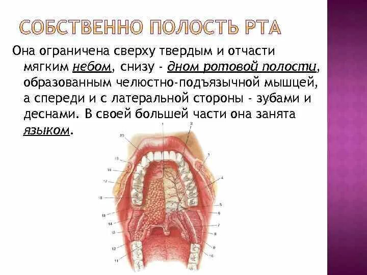 Собственно полость рта ограничена спереди. Собственно полость рта ограничена снизу. Строение ротовой полости на латыни.