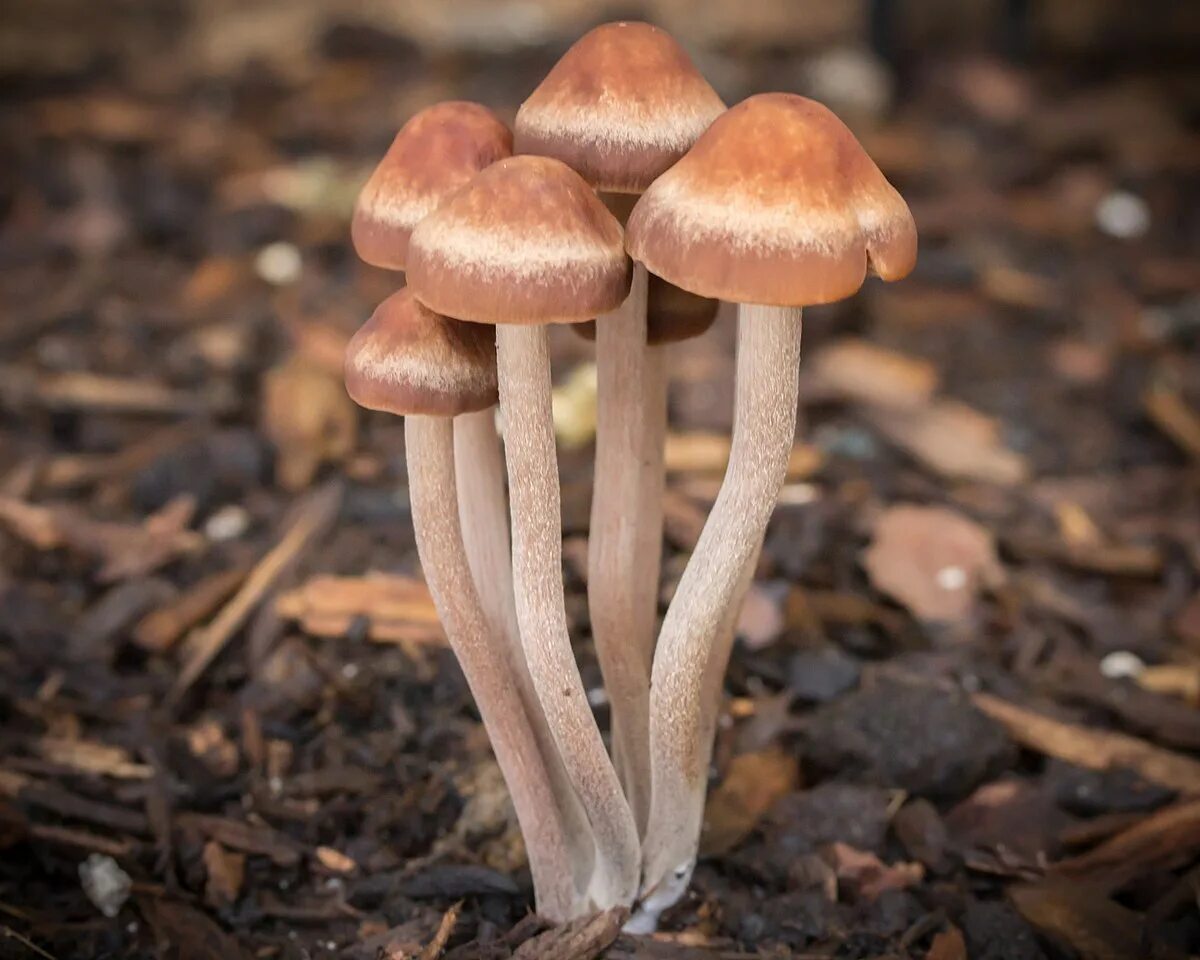 Панеолус колокольчатый. Panaeolus sphinctrinus панеолус. Панэолус (panaeolus). Панеолус лосиный panaeolus. Псилоцибиновый навозник.