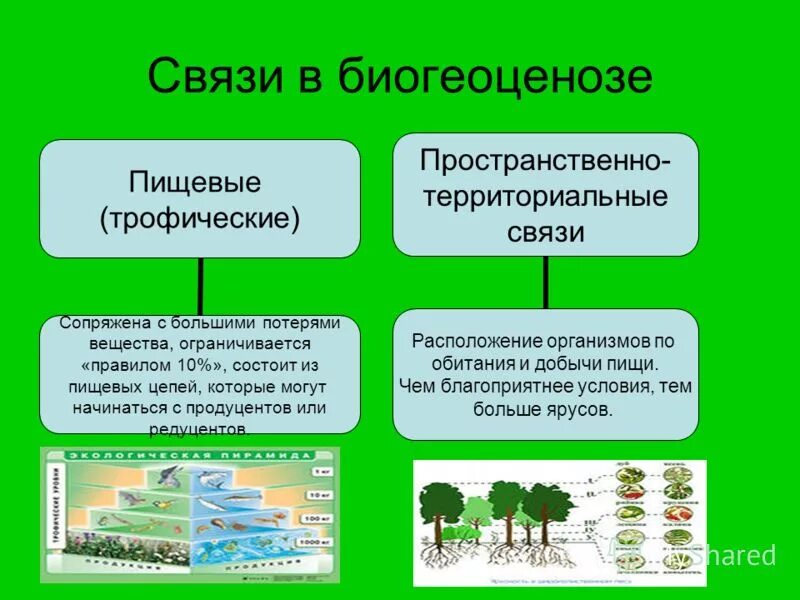 Экология сообществ называется. Биоценоз биогеоценоз экосистема. Структура биогеоценоза и экосистемы. Типы взаимоотношений в биогеоценозе. Видовая структура экосистем.