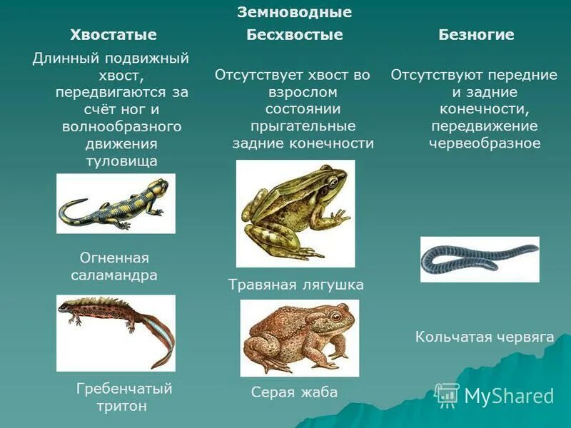 Класс земноводные многообразие. Безногие амфибии хвостатые и бесхвостые. Отряд безногие отряд хвостатые отряд бесхвостые таблица. Таблица земноводные безногие хвостатые бесхвостые. Отряд безногие хвостатые бесхвостые земноводные.