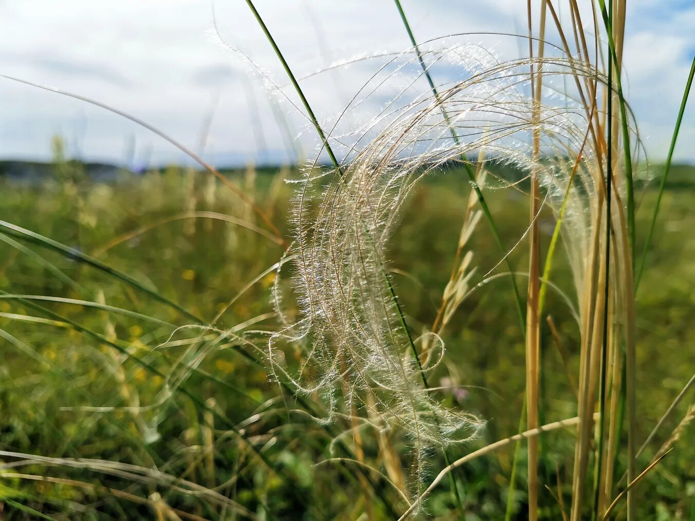 Ковыль стелется. Ковыль перистый (Stipa pennata). Ковыль перистый Stípa pennáta. Ковыль (Stipa). Ковыль волосатик (Тырса).