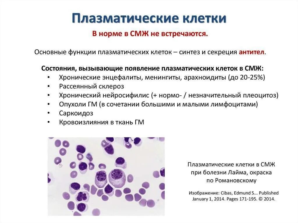 Плазматические клетки в общем