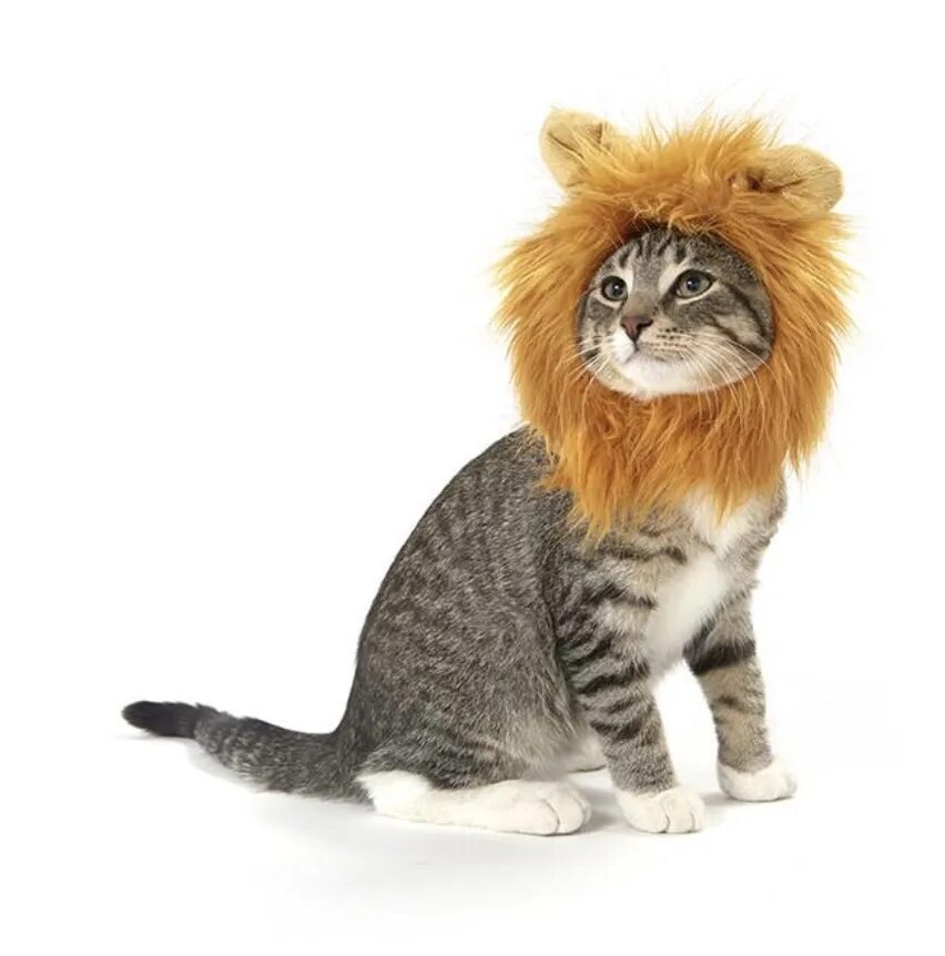 Кот лев. Кот в костюме Льва. Лев и кошка. Кошка в костюме Льва.