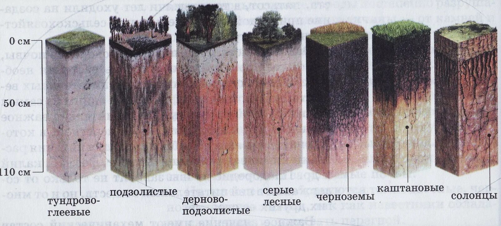 Дерново-подзолистая, серая Лесная, чернозем почвенные горизонты. Подзолистая почва профиль почвы. Пахотные дерново-подзолистые почвы профиль. Почвенный профиль подзолистых почв. Какая почва менее плодородна