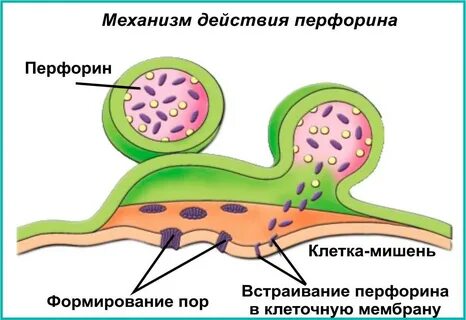 Перфорин