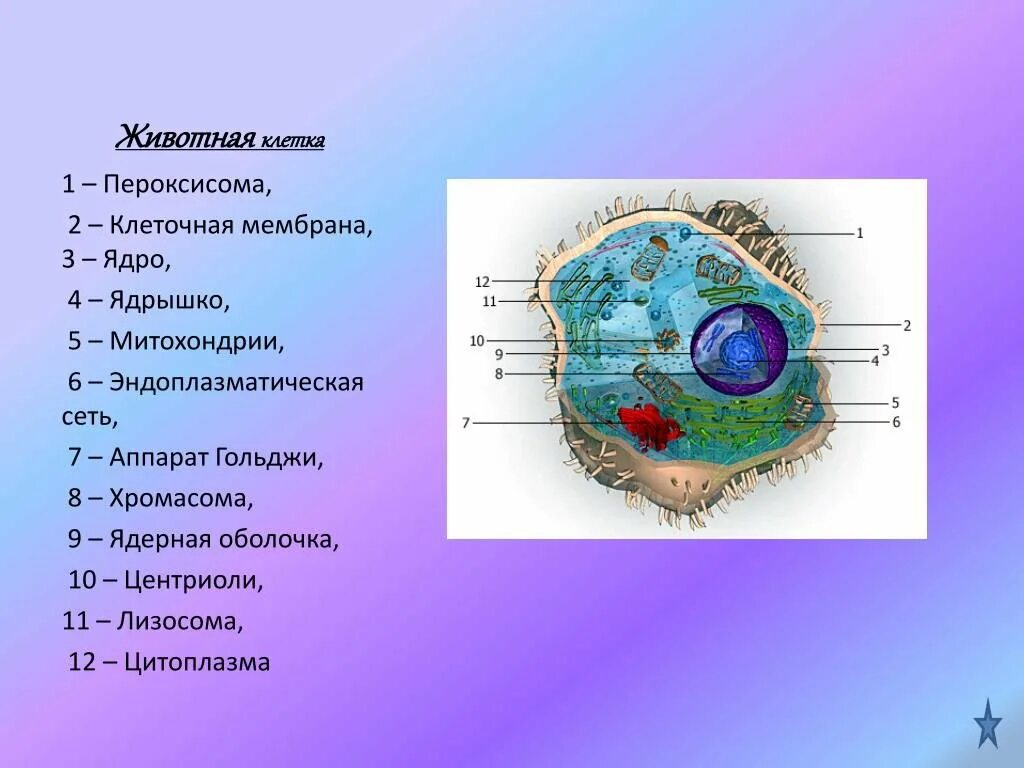 Ядерная мембрана в животной клетке. Оболочка животной клетки. Животная клетка. Строение ядра животной клетки. Клетки имеющие два ядра