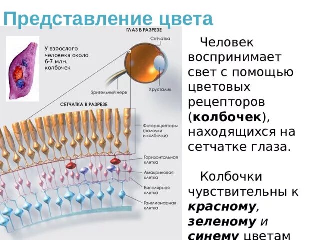 Колбочки глаза какая оболочка. Строение глаза колбочки и палочки. Рецепторы сетчатки глаза колбочки и палочки. Палочки и колбочки сетчатки функции. Строение колбочки сетчатки.