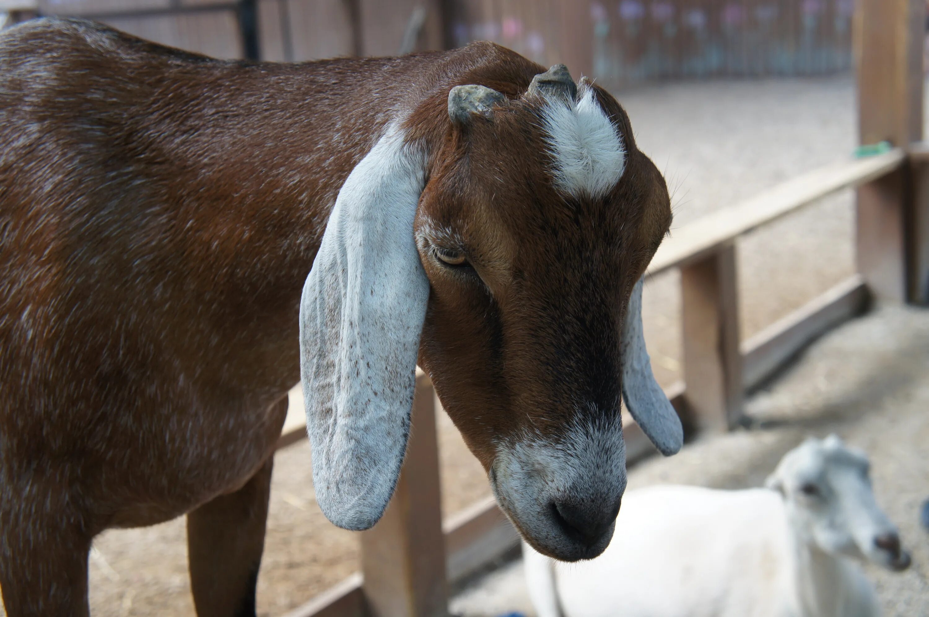 Ушами порода козы. Уши у нубийских коз. Коза с длинными ушами порода. Коричневая коза с длинными ушами. Козел с длинными ушами.