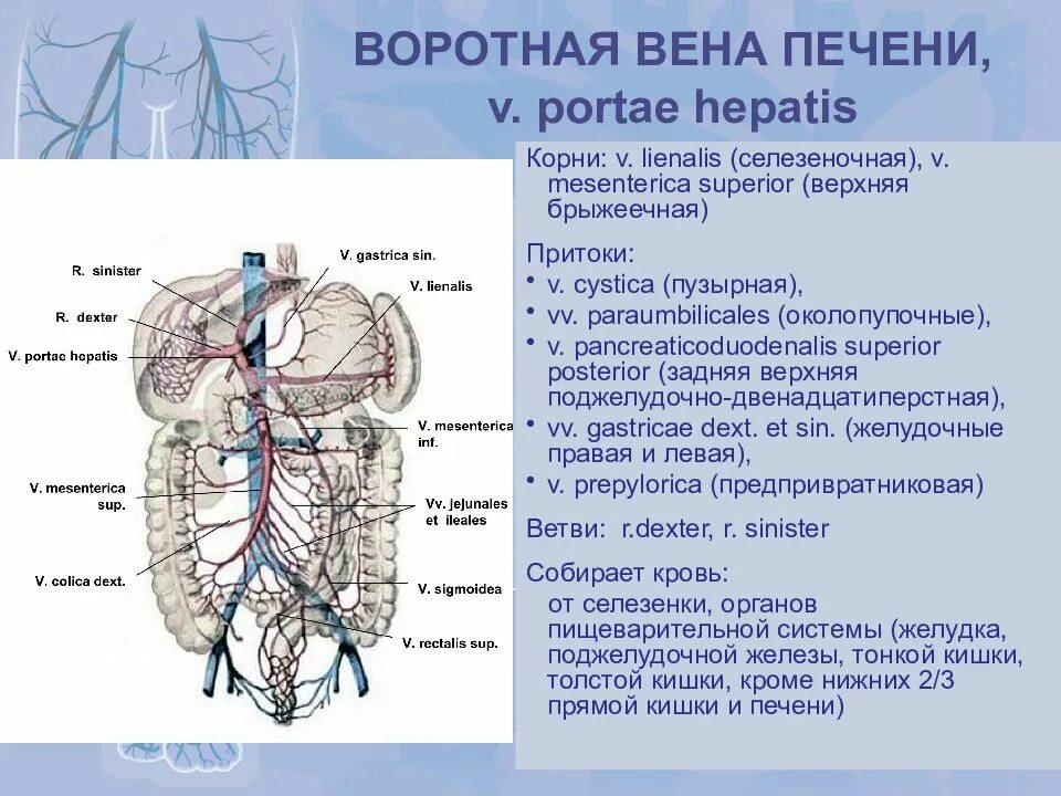 Нижняя брыжеечная Вена анастомозы. Воротная система печени анатомия. Воротная Вена печени и печеночная Вена.