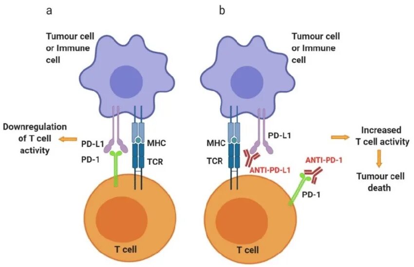 Pd-l1 и pd-l2. Pd1 ингибиторы. Pd 1. Pd 1. Анти pd 1 препараты.