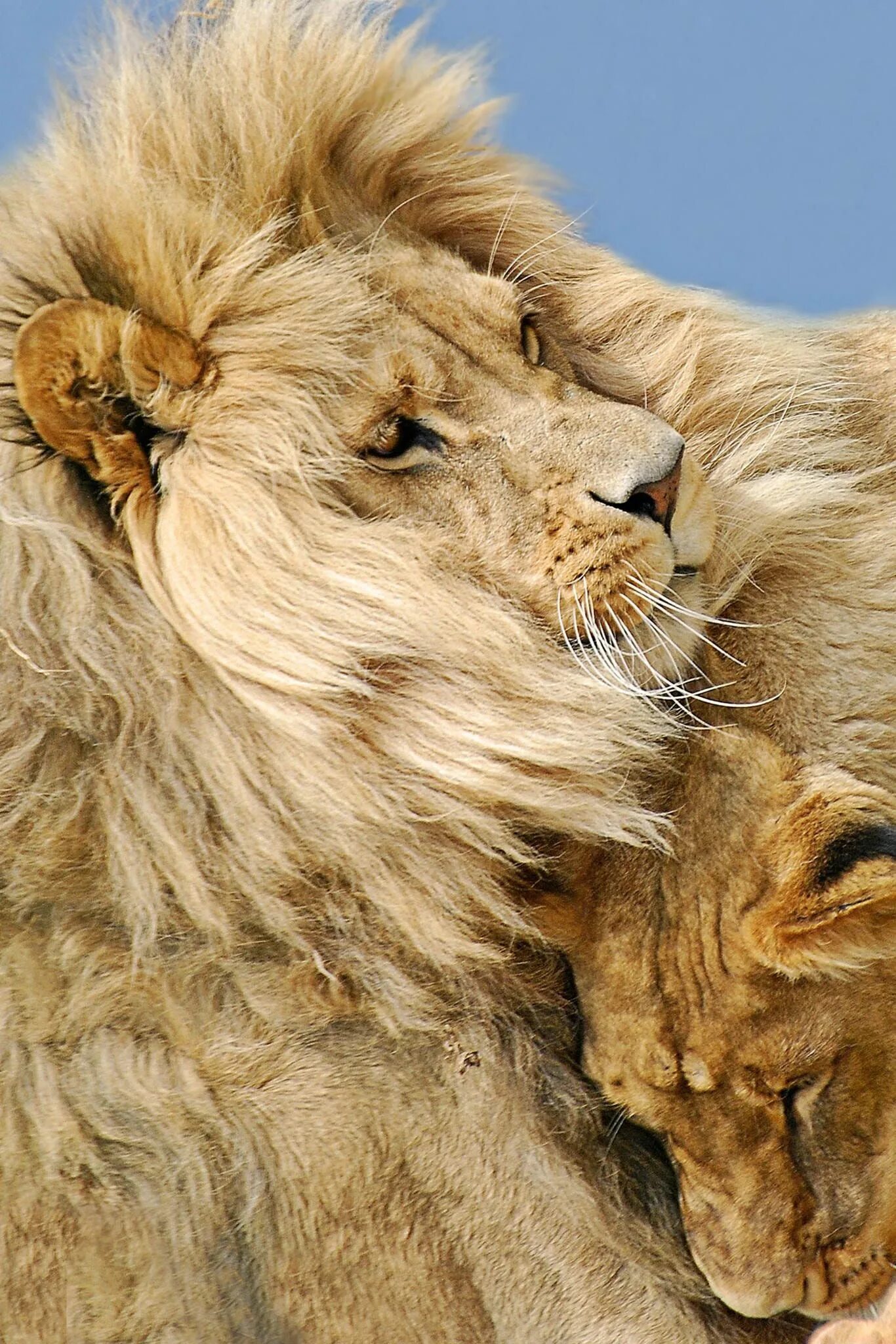 Loving lions