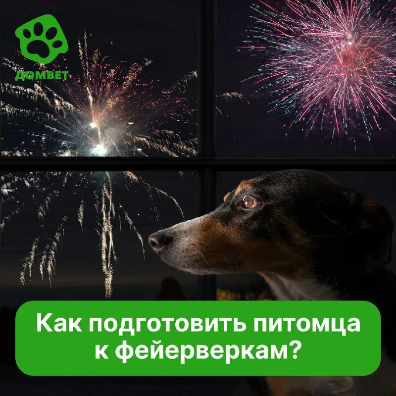 Фобия салютов. Котики фейерверк. Собака и фейерверк. Фобия салютов. Животные и фейерверки.