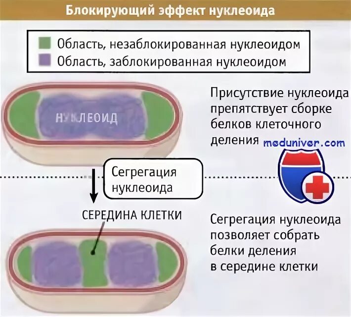 В каких клетках содержится нуклеоид. В каких клетках содержится нуклеоид