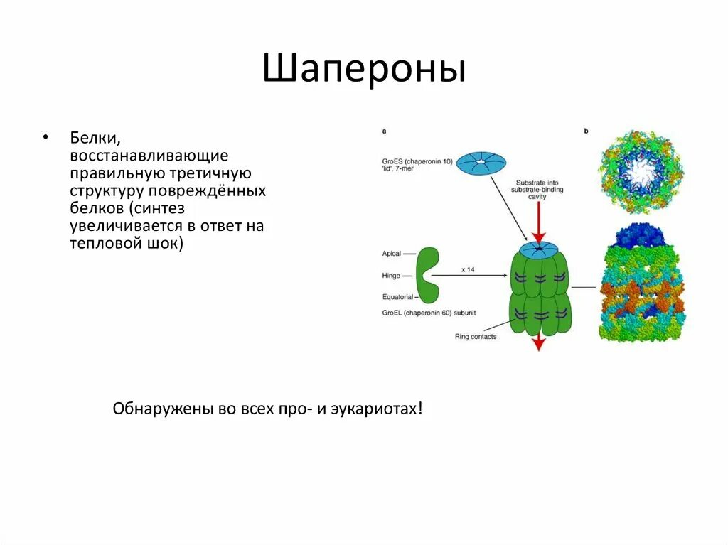 Сборка белка происходит. Шапероны биохимия. Шапероны биохимия функции. Шапероны роль строение. Шапероны и шаперонины.