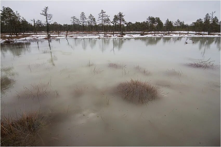 В исследованной воде из местного болота. Весеннее болото. Фото болота.