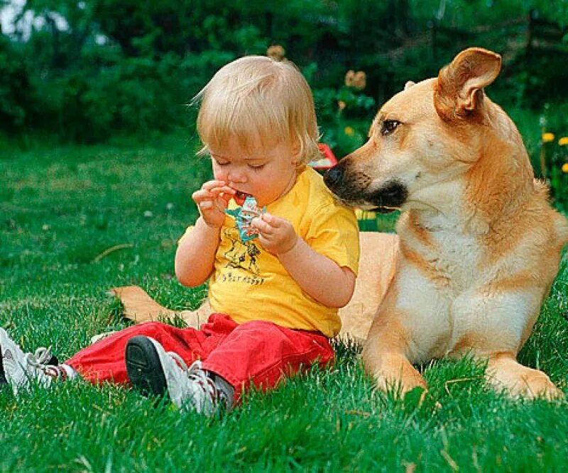 Порода которая любит детей. Собаки которые любят детей. Покажи собак которые любят детей и защищают. Собаки которые защищают детей 9 лет. Собаки которые не любят детей.