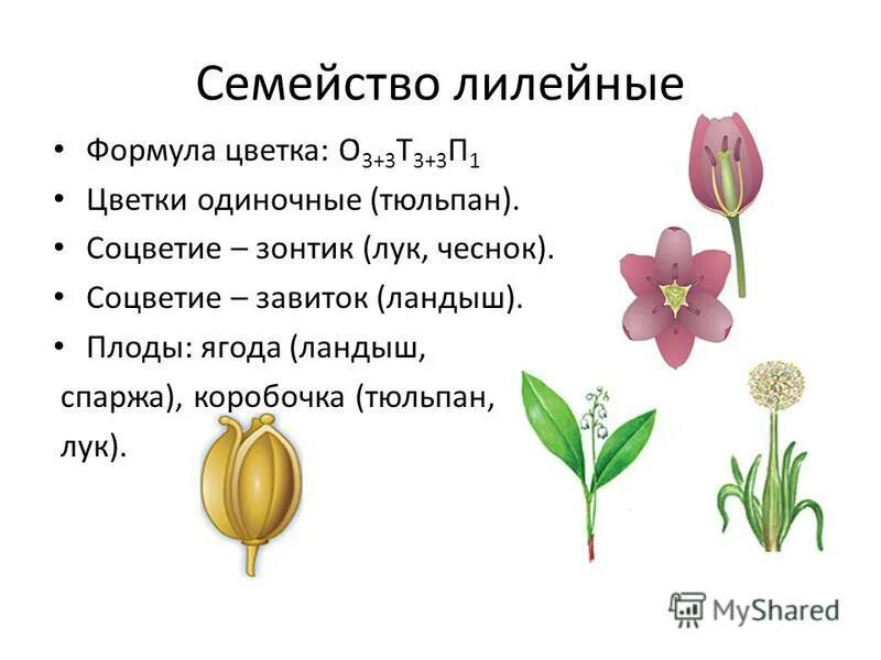 Жизненная формула цветка
