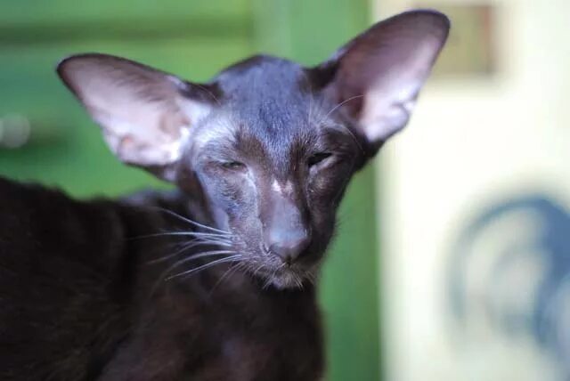 черный ориентальный кот. ориенталы в нижнем новгороде. феликс кот порода ориентальная. ориентальные абиссинцы. ориентальная кошка эбони.