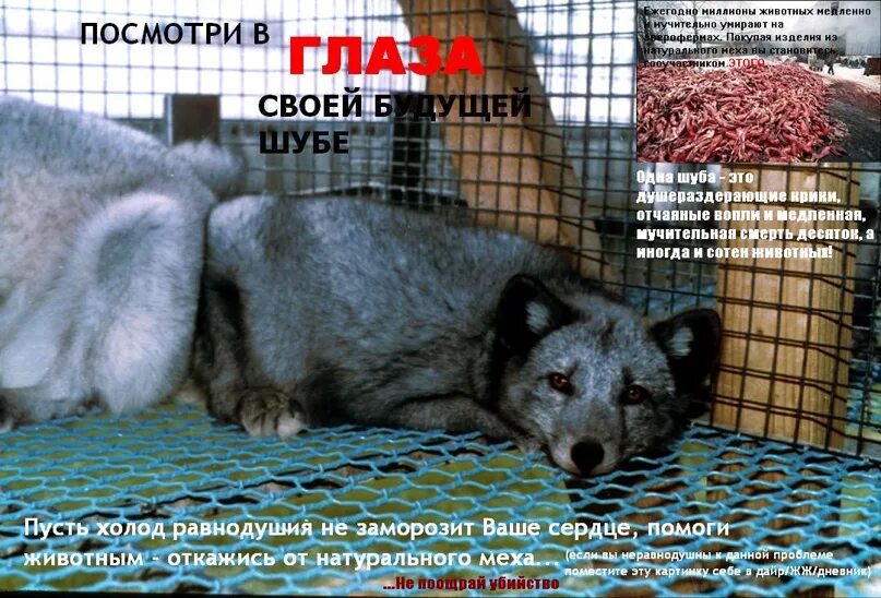 Европейская норка потомство. Виа норок артист поет. Виа норок (группа). Скажи зачем и почему виа норок. Норок зачем и почему.