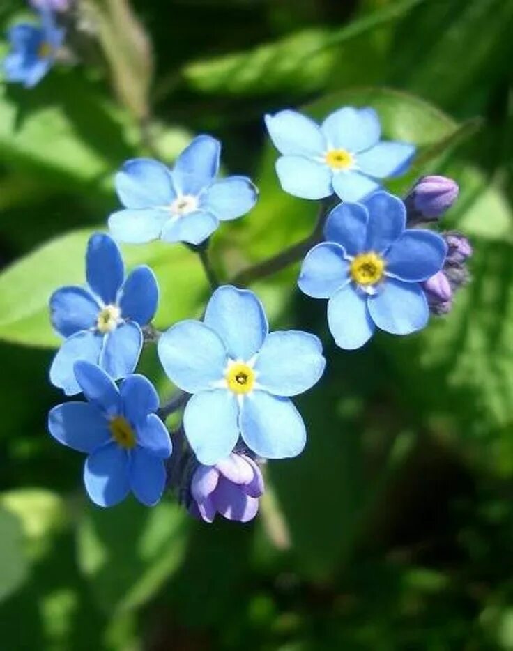 Незабудка название. Незабудка комнатная. Незабудка Блу. Незабудка Myosotis Myomark. Циноглоссум голубой цветок.