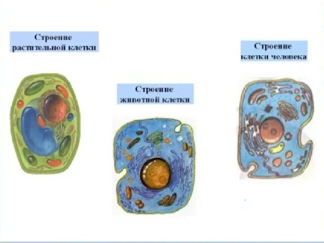 путешествие в мир клеток. клетки 4 класс. путешествие в мир клеток доклад 4 класс. схема строения животной клетки. рассказ о путешествии в мир клетки.