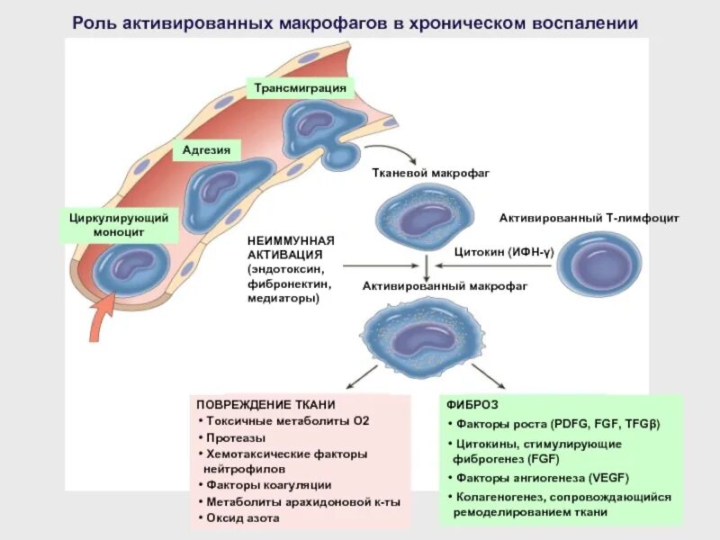 Активированный Макрофаг продуцирует. Медиаторы, которые вырабатывает активированный Макрофаг. Активация макрофагов. Роль активированных макрофагов. Активированные макрофаги