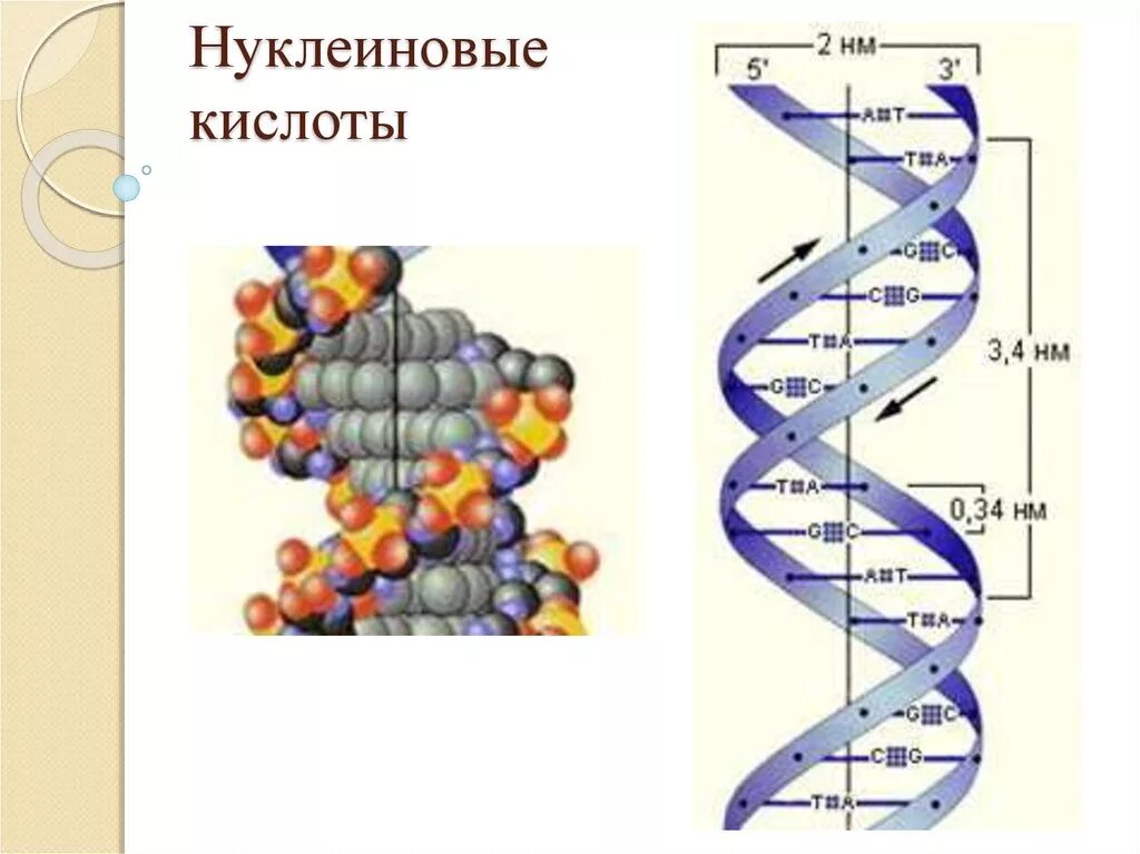 Виды молекул нуклеиновой кислоты днк. Химия клетки нуклеиновые кислоты. Нуклеиновые кислоты в составе клетки. Нуклеиновые кислоты биология клетка.