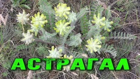 Травы жизни 1