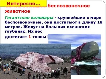 Самое крупное беспозвоночное животное