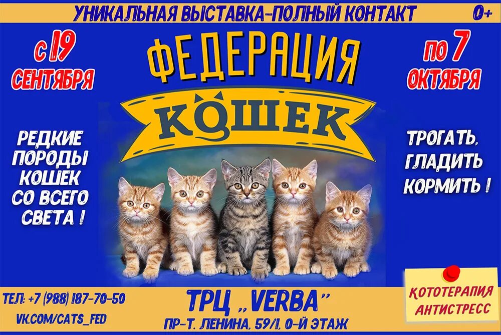 Выставка кошек плакат. Федерация кошек. Выставка кошек афиша. Федерация кошек выставка.