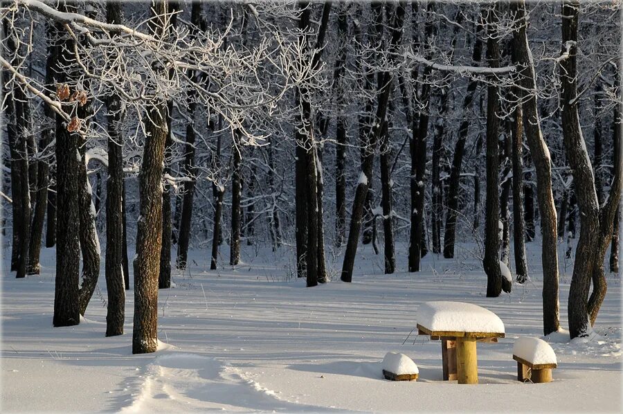 Зима в разгаре. Зима в разгаре картинки. Магнитогорск зима в лесу. Зимний лес в Верхнем Уфалее. Разгар зимы
