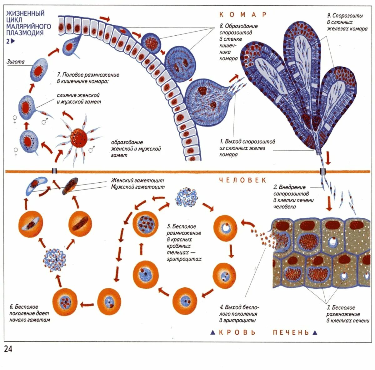 Plasmodium жизненный цикл. Цикл размножения малярийного плазмодия. стадии жизненного цикла малярийного плазмодия. жизненный цикл малярийного плазмодия схема. цикл малярийного плазмодия схема.