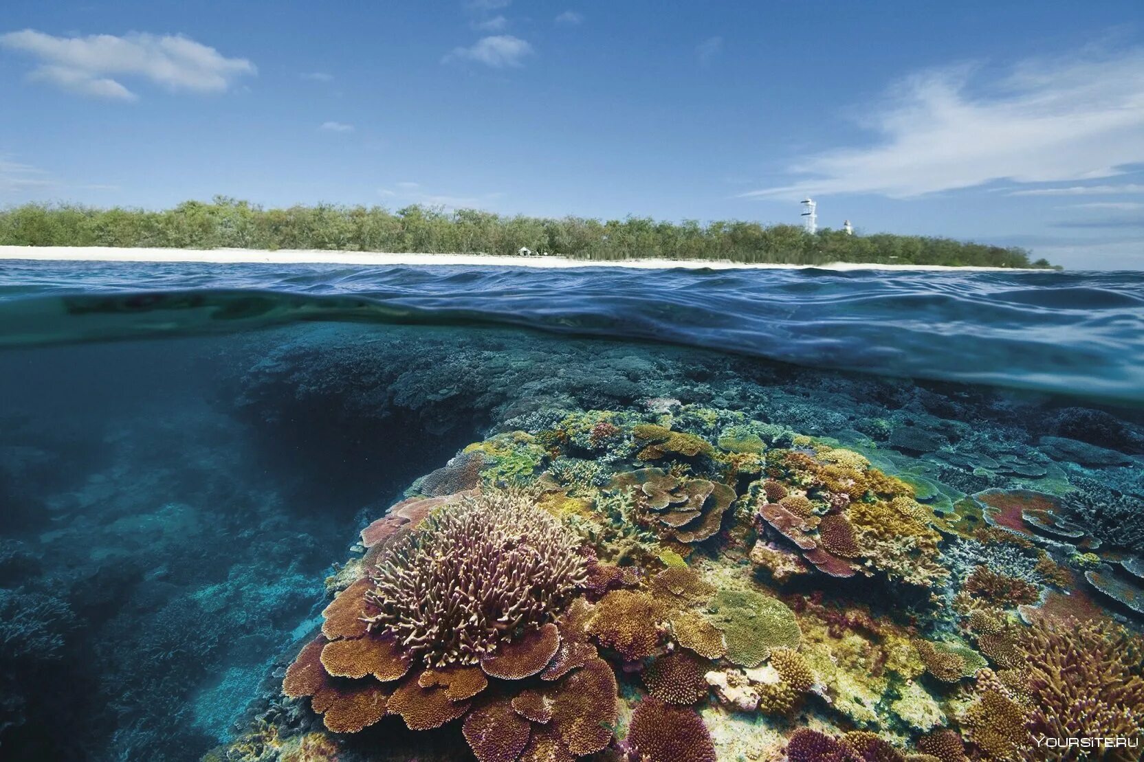 Great coral reef. Большой Барьерный риф Австралия. Коралловый риф в Австралии. Большой Барьерный риф (Северо-Восточное побережье Австралии). Коралловый Барьерный риф в Австралии.