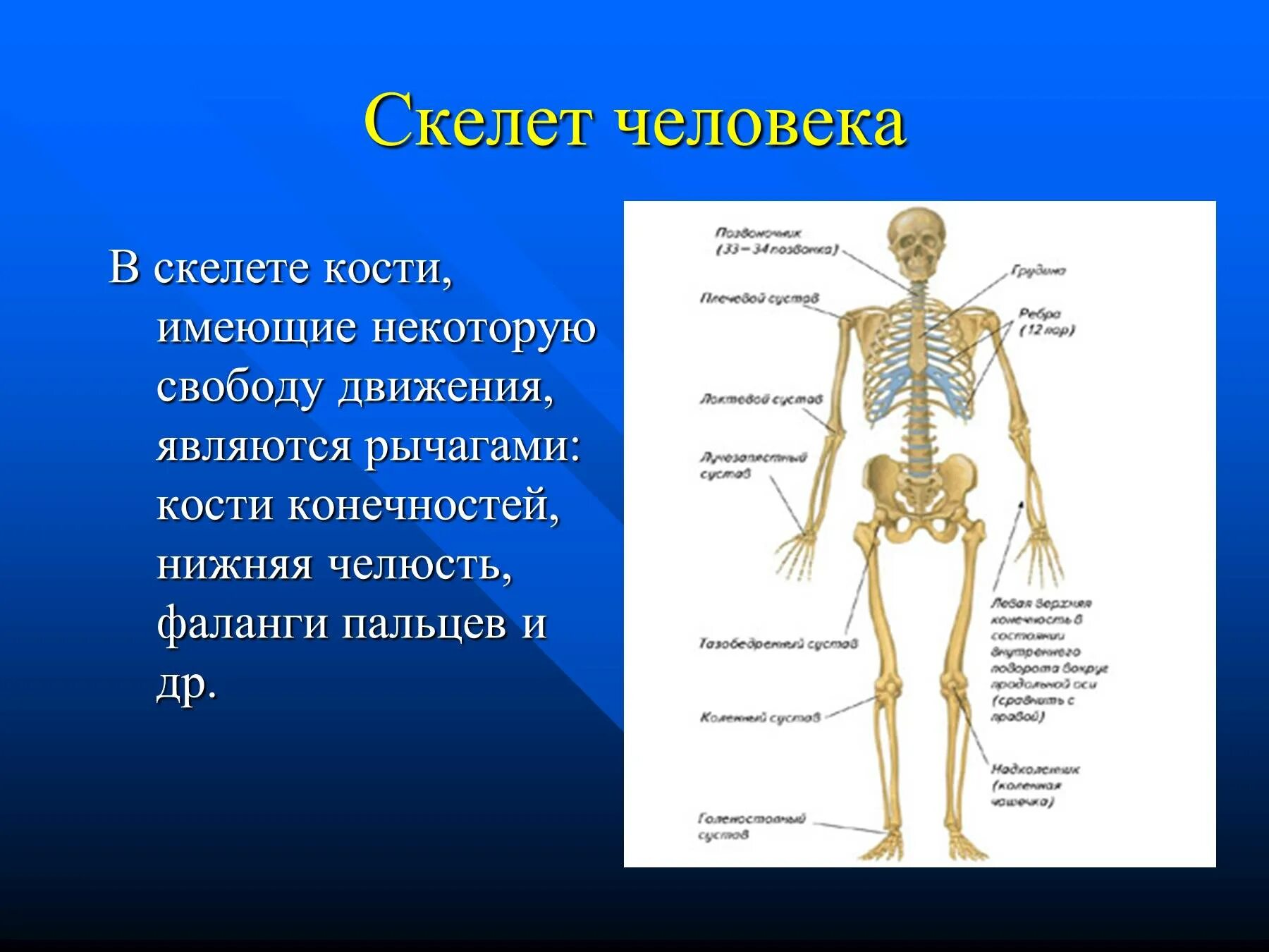 Скелет человека. Строение скелета человека. Скелет человека и человек. Костный скелет человека. Что определяет скелет