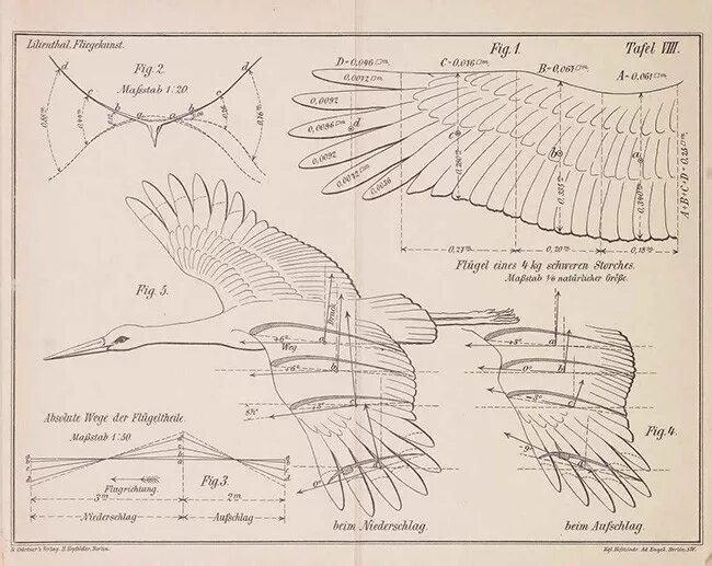 Полет птицы схема. Геометрия полета птиц. Раскадровка полета птицы. Аэродинамика полета птицы.